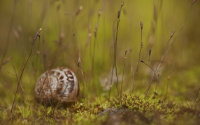 Snail crawling in the grass