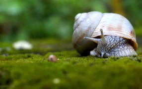 	 Snail crawling on the grass