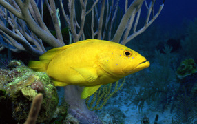 Der gelbe Fisch