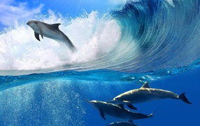 Dolphin jump