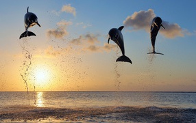 Dolphins in a jump