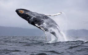 Jump whale