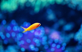 Морская оранжевая рыбка