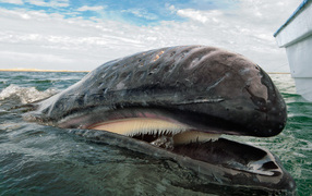 Открытый рот кита