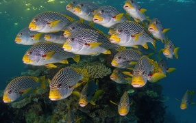 Коралловые разноцветные рыбы