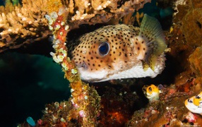 	 Spotted coral fish