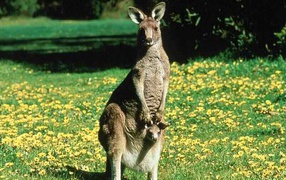 Australian kangaroo with a baby