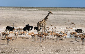 Животные Африки