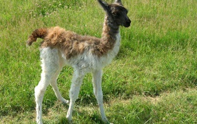 Детеныш ламы