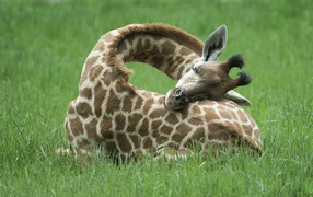 Giraffe asleep on the grass