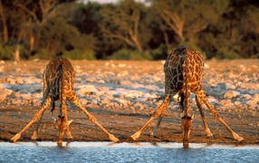 Giraffes are drinking water