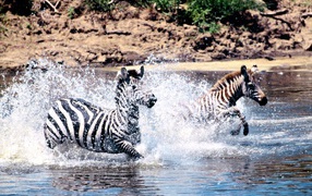 Зебры скачут по реке