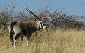 Африканская саблерогая антилопа