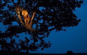 A lion sits on a tree