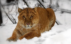 Amur tiger on snow