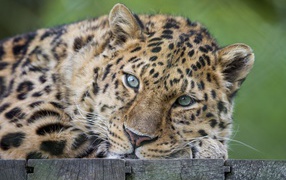 Animals carnivorous close-up green eyes leopards wallpaper