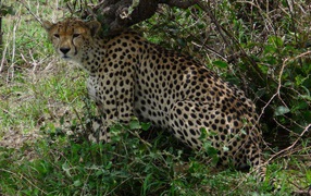 Животные кошачьей породы гепард