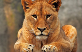 Animals lions nature wallpaper