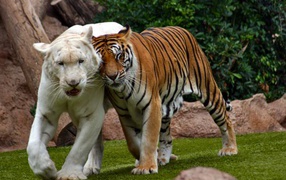 Bengal tiger an albino