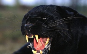 Black Panther shows canines