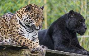 Черная и пятнистая пантера