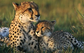 Family Of Cheetahs