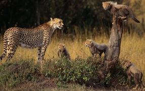 Family of cheetahs in nature