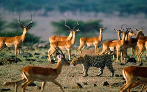 Leopard among antelopes
