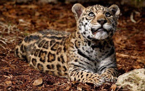 Leopard looks up