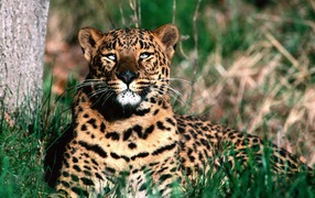 Леопард отдыхает после обеда