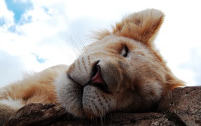 Lion's dream