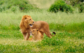 Lion's family in a grass