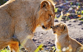 Lioness and young lion