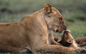 Lioness with a cub