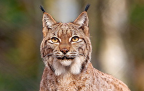 Lynx with tassels