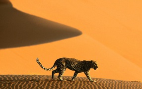 Namibia leopards dunes