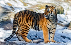Striped tiger on snow