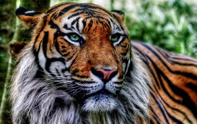 Старый тигр в джунглях