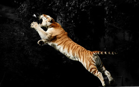 Tiger catches a bird