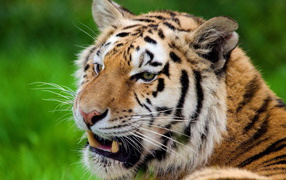 Тигр скалит зубы