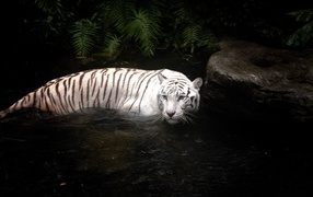 Tiger in the river