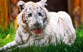 Белый тигренок