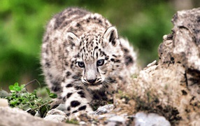 Дикая кошка на охоте