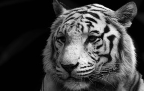 Wise white tiger
