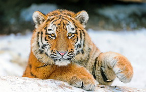 Молодой тигр играет