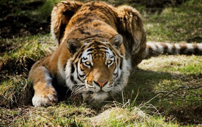 Тигр на охоте