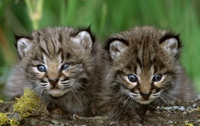 	 A pair of cute kittens