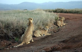 	 Leopards lie on the road