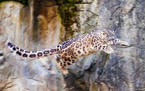 	 Snow leopard jumping off a cliff