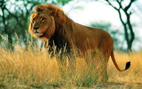 	 The king of the beasts walking on the Savane
